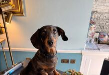 Hotel Indigo Bath re-launches exclusive use townhouse package & new hotel dog-friendly policy!