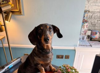 Hotel Indigo Bath re-launches exclusive use townhouse package & new hotel dog-friendly policy!