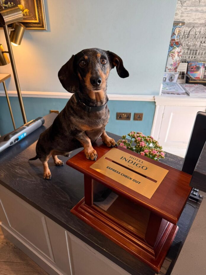 dog friendly Indigo Bath
